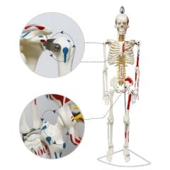 Tam İskelet Maketi 85 cm Model 7