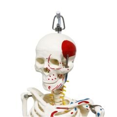 Tam İskelet Maketi 85 cm Model 7