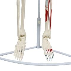 Tam İskelet Maketi 85 cm Model 7