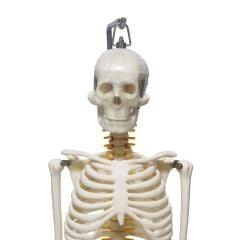 Tam İskelet Maketi 85 cm Model 6