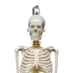 Tam İskelet Maketi 85 cm Model 6