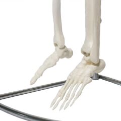 Tam İskelet Maketi 85 cm Model 6