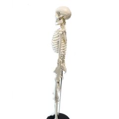 Tam İskelet Maketi 85 cm Model 5