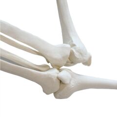 Tam İskelet Maketi 85 cm Model 5