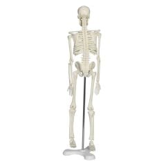 Tam İskelet Maketi 45 cm Model 4