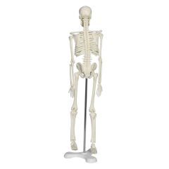 Tam İskelet Maketi 45 cm Model 4