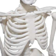 Tam İskelet Maketi 45 cm Model 4