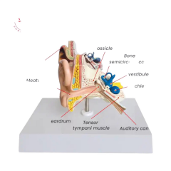 Kulak Maketi Model 49