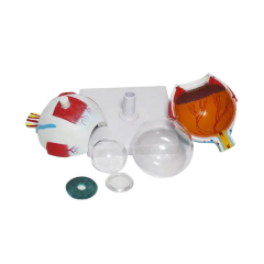 Göz Maketi Model 50