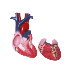 Kalp Maketi Model 51