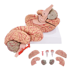 Beyin Maketi Model 52