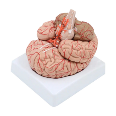Beyin Maketi Model 52