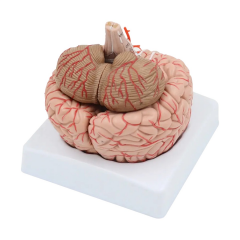 Beyin Maketi Model 52