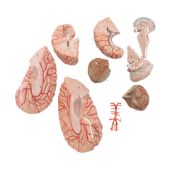 Beyin Maketi Model 52