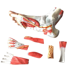 Detaylı Ayak Maketi Model 53