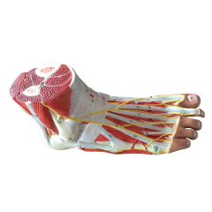 Detaylı Ayak Maketi Model 53