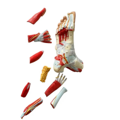 Detaylı Ayak Maketi Model 53