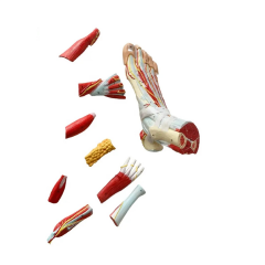 Detaylı Ayak Maketi Model 53