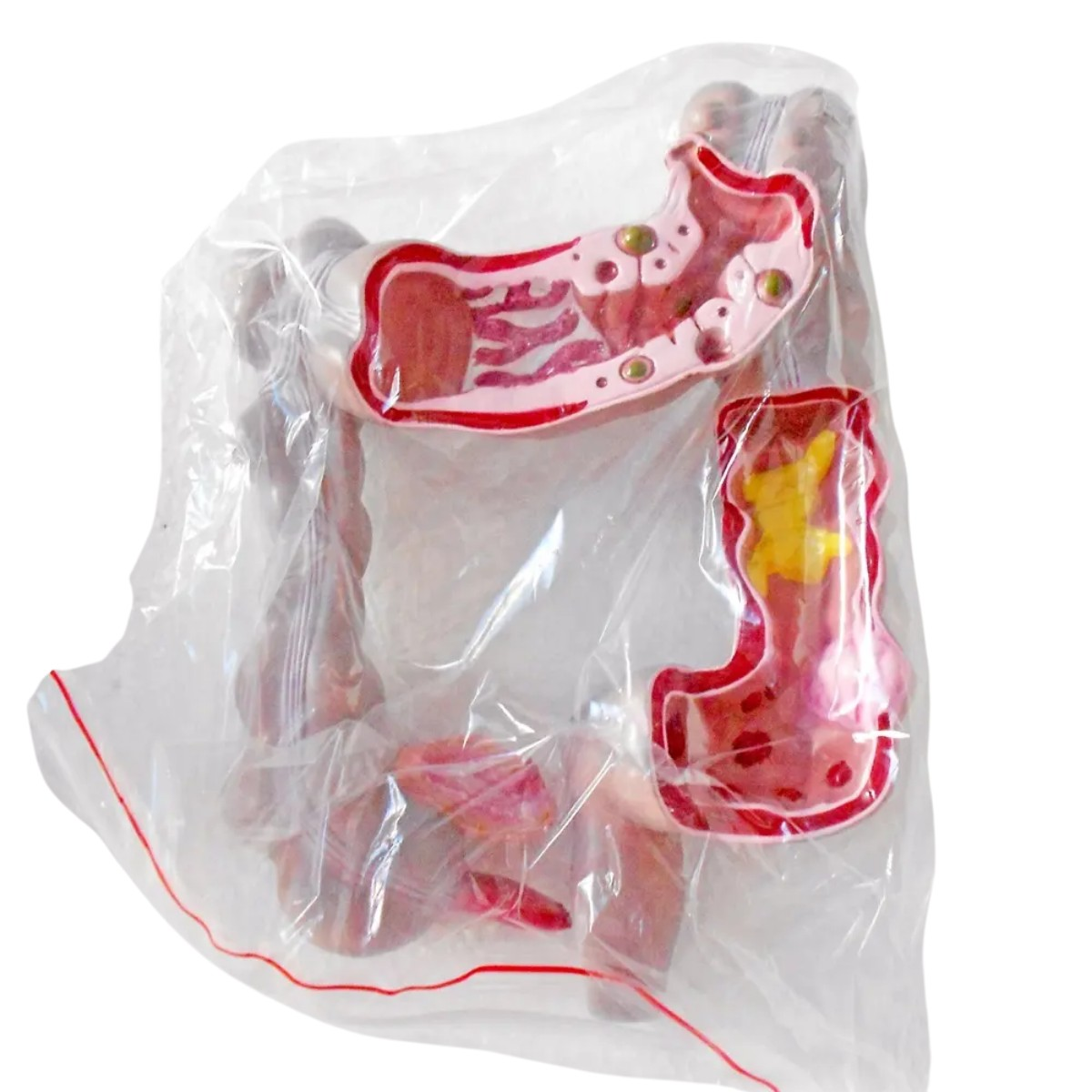 Kalınbağırsak Maketi model 54