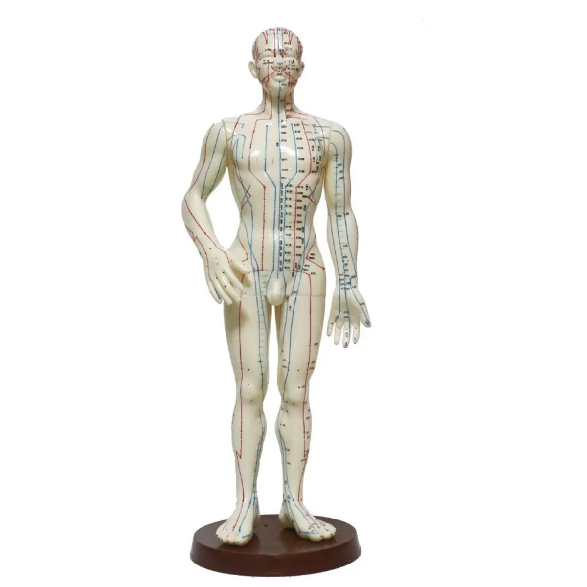 Erkek Akupunktur Maketi Model 55