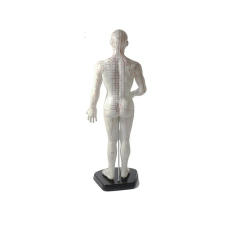 Erkek Akupunktur Maketi Model 55