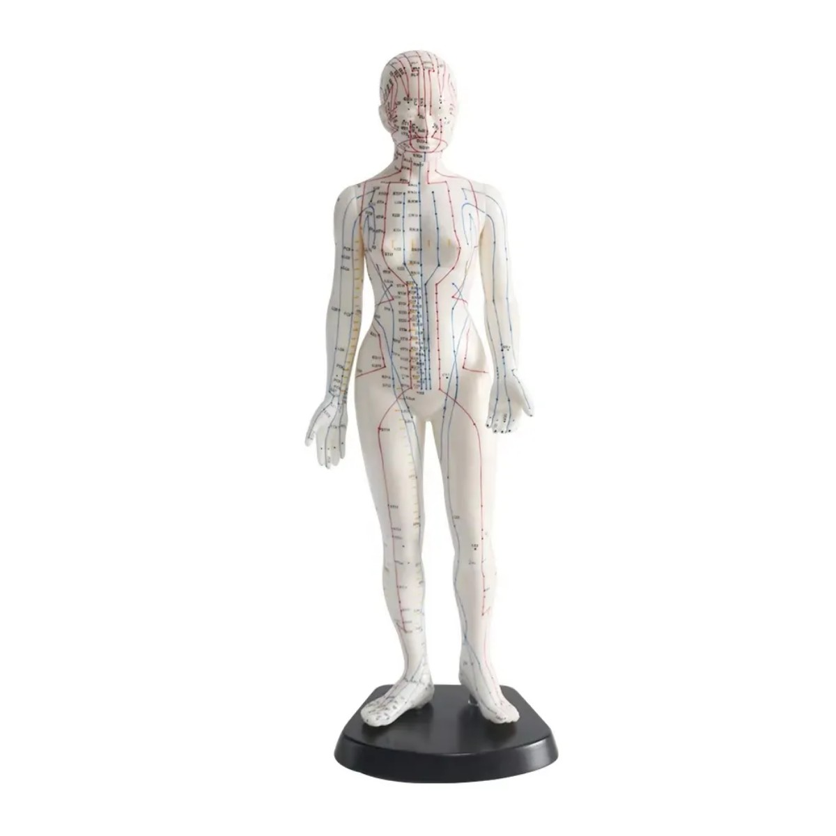 Kadın Akupunktur Maketi Model 56