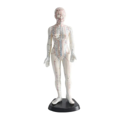 Kadın Akupunktur Maketi Model 56