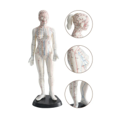 Kadın Akupunktur Maketi Model 56